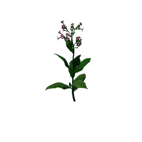 Flower Macedonia1 3